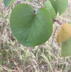 Cercis siliquastrum at Ainslie, ACT - 5 Nov 2023 09:25 AM