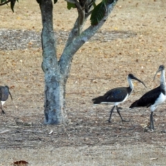 Threskiornis spinicollis (Straw-necked Ibis) at Avoca, QLD - 24 Oct 2023 by Gaylesp8