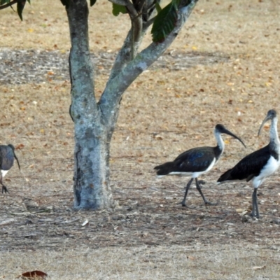 Threskiornis spinicollis (Straw-necked Ibis) at Avoca, QLD - 23 Oct 2023 by Gaylesp8