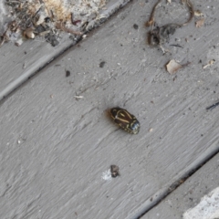 Eupoecila australasiae (Fiddler Beetle) at Avoca, QLD - 22 Oct 2023 by Gaylesp8