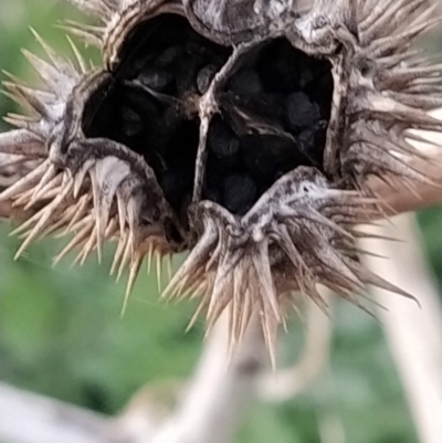 Datura stramonium (Common Thornapple) at Booth, ACT - 22 Oct 2023 by KumikoCallaway