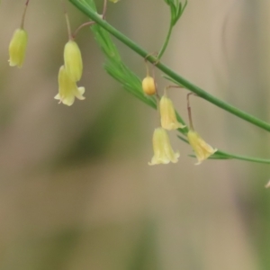 Asparagus officinalis at Booth, ACT - 5 Nov 2023