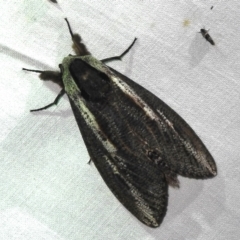 Endoxyla encalypti (Wattle Goat Moth) at ANBG - 3 Nov 2023 by JohnBundock