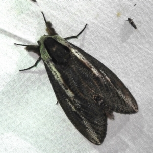 Endoxyla encalypti at Canberra Central, ACT - 3 Nov 2023