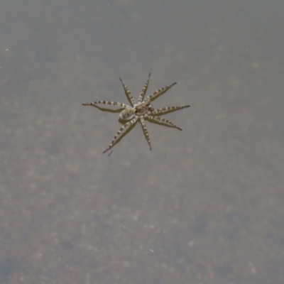 Unidentified Water spider (Pisauridae) at Booth, ACT - 4 Nov 2023 by MatthewFrawley