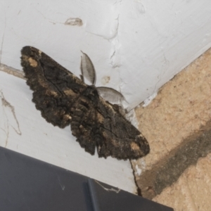 Pholodes sinistraria at Higgins, ACT - 21 Oct 2023 04:54 AM