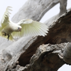 Cacatua sanguinea (Little Corella) at Throsby, ACT - 4 Nov 2023 by JimL