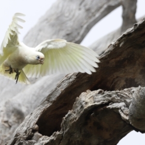 Cacatua sanguinea at Throsby, ACT - suppressed