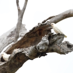 Cacatua sanguinea at Throsby, ACT - 5 Nov 2023