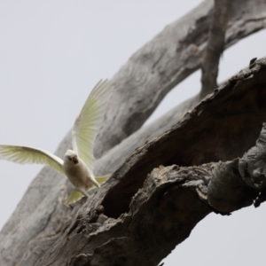 Cacatua sanguinea at Throsby, ACT - suppressed