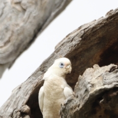 Cacatua sanguinea at Throsby, ACT - suppressed