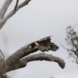 Cacatua sanguinea at Throsby, ACT - suppressed