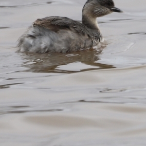 Poliocephalus poliocephalus at Throsby, ACT - 5 Nov 2023