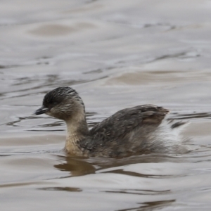 Poliocephalus poliocephalus at Throsby, ACT - 5 Nov 2023