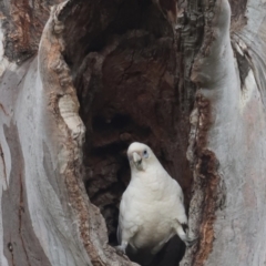 Cacatua sanguinea at Throsby, ACT - suppressed