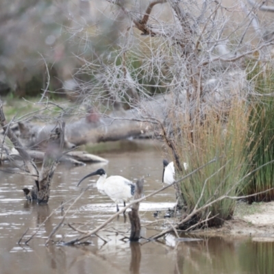 Malacorhynchus membranaceus (Pink-eared Duck) at Throsby, ACT - 4 Nov 2023 by JimL