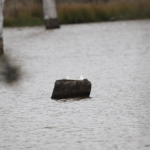 Chroicocephalus novaehollandiae at Throsby, ACT - 5 Nov 2023