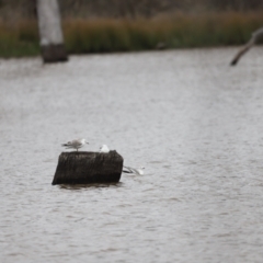 Chroicocephalus novaehollandiae at Throsby, ACT - 5 Nov 2023