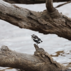 Grallina cyanoleuca (Magpie-lark) at Throsby, ACT - 5 Nov 2023 by JimL