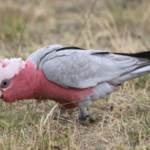 Eolophus roseicapilla at Throsby, ACT - 5 Nov 2023 11:09 AM