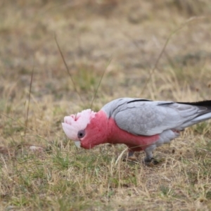 Eolophus roseicapilla at Throsby, ACT - 5 Nov 2023 11:09 AM