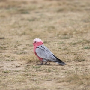 Eolophus roseicapilla at Throsby, ACT - 5 Nov 2023