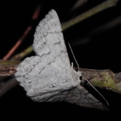 Crypsiphona ocultaria (Red-lined Looper Moth) at ANBG - 3 Nov 2023 by JohnBundock