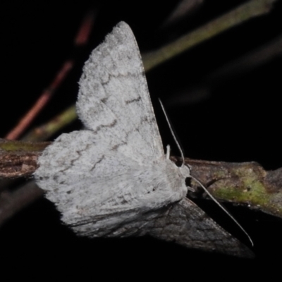 Crypsiphona ocultaria (Red-lined Looper Moth) at ANBG - 3 Nov 2023 by JohnBundock