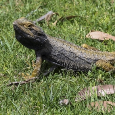 Pogona barbata (Eastern Bearded Dragon) at Canberra Central, ACT - 23 Oct 2023 by AlisonMilton