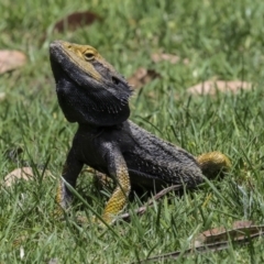 Pogona barbata at Canberra Central, ACT - suppressed