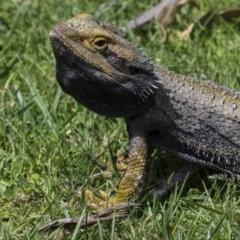 Pogona barbata at Canberra Central, ACT - suppressed