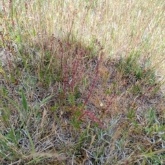 Haloragis heterophylla (Variable Raspwort) at Florey, ACT - 5 Nov 2023 by rbannister