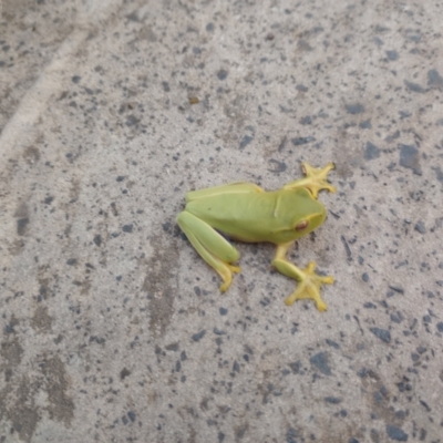 Litoria gracilenta (Dainty Tree Frog) at New Italy, NSW - 18 Mar 2023 by poszum