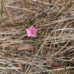 Convolvulus angustissimus subsp. angustissimus (Australian Bindweed) at Florey, ACT - 5 Nov 2023 by rbannister