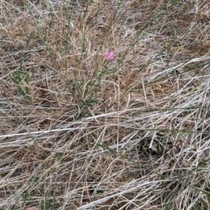 Convolvulus angustissimus subsp. angustissimus at Florey, ACT - 5 Nov 2023