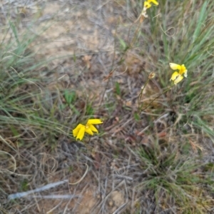 Goodenia pinnatifida at Florey, ACT - 5 Nov 2023 03:40 PM