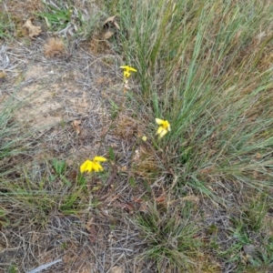 Goodenia pinnatifida at Florey, ACT - 5 Nov 2023