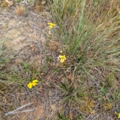 Goodenia pinnatifida at Florey, ACT - 5 Nov 2023 03:40 PM