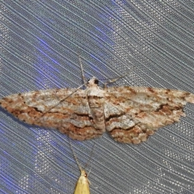 Didymoctenia exsuperata (Thick-lined Bark Moth) at ANBG - 3 Nov 2023 by JohnBundock