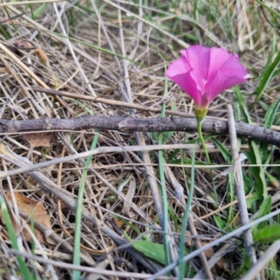 Convolvulus angustissimus subsp. angustissimus (Australian Bindweed) at Bungendore, NSW - 5 Nov 2023 by clarehoneydove