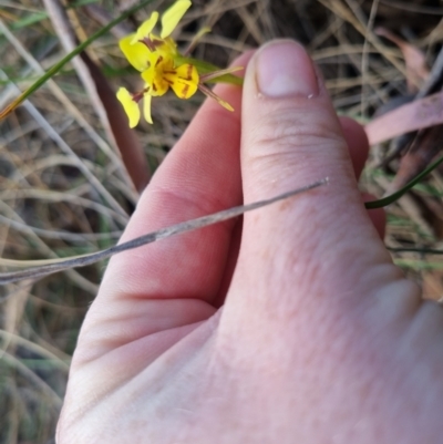 Diuris sulphurea (Tiger Orchid) at Bungendore, NSW - 5 Nov 2023 by clarehoneydove