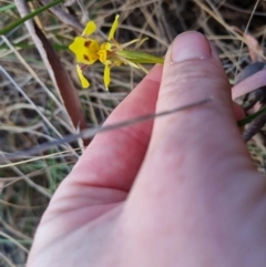 Diuris sulphurea at Bungendore, NSW - 5 Nov 2023