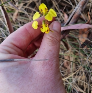 Diuris sulphurea at Bungendore, NSW - 5 Nov 2023