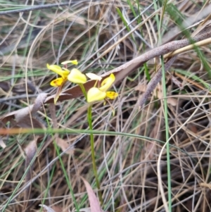 Diuris sulphurea at Bungendore, NSW - 5 Nov 2023