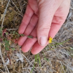 Hypericum gramineum (Small St Johns Wort) at Bungendore, NSW - 5 Nov 2023 by clarehoneydove