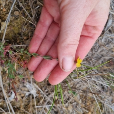 Hypericum gramineum (Small St Johns Wort) at Bungendore, NSW - 5 Nov 2023 by clarehoneydove