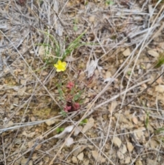 Hypericum gramineum at Bungendore, NSW - suppressed