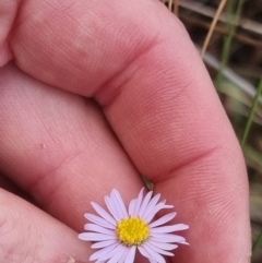 Brachyscome rigidula (Hairy Cut-leaf Daisy) at Bungendore, NSW - 5 Nov 2023 by clarehoneydove