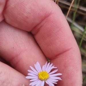 Brachyscome rigidula at Bungendore, NSW - 5 Nov 2023