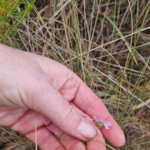 Brachyscome rigidula at Bungendore, NSW - 5 Nov 2023